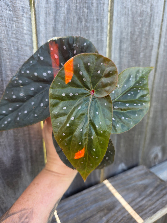 Begonia Harmony's Dark Vortex 4"