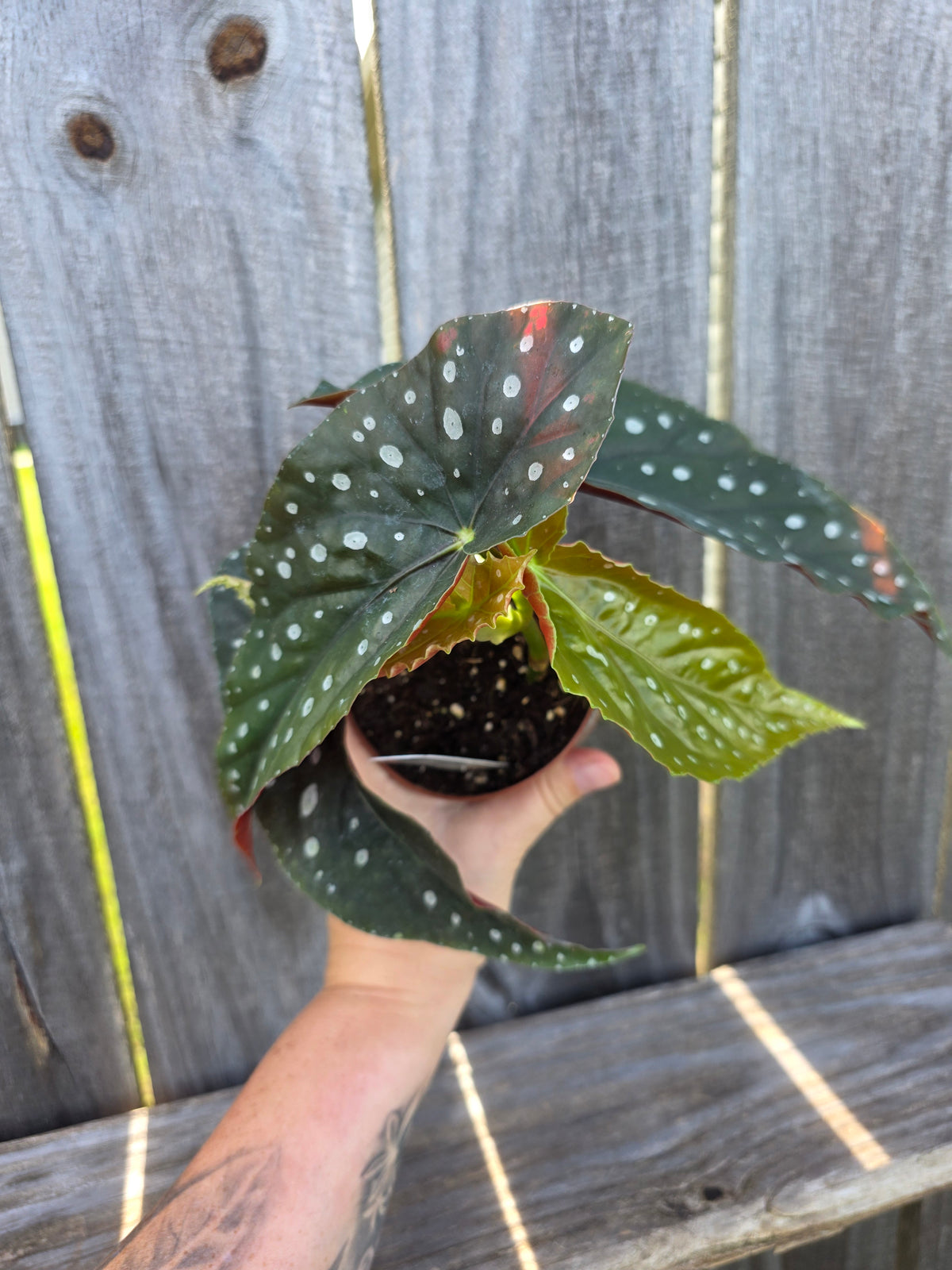 Begonia Harmony's Lonestar Aussie 4"