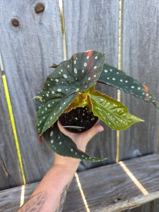 Begonia Harmony's Lonestar Aussie 4"