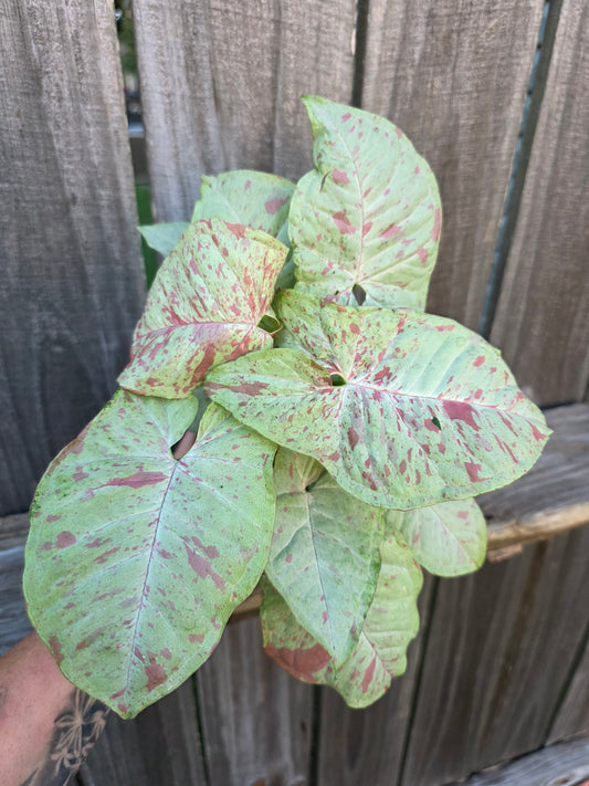 Syngonium Milk Confetti