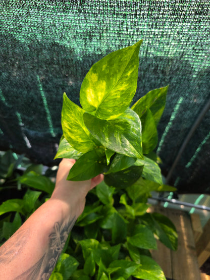 Hawaiian Pothos 4"