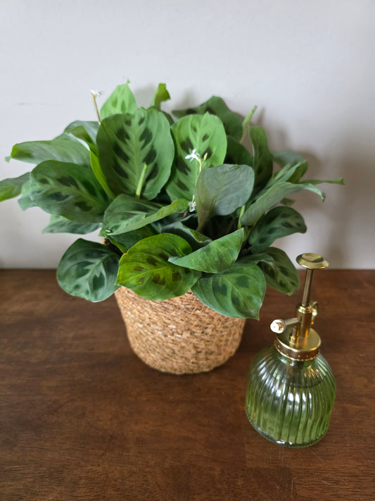 Maranta Leuconeura 'Rabbit's Foot'