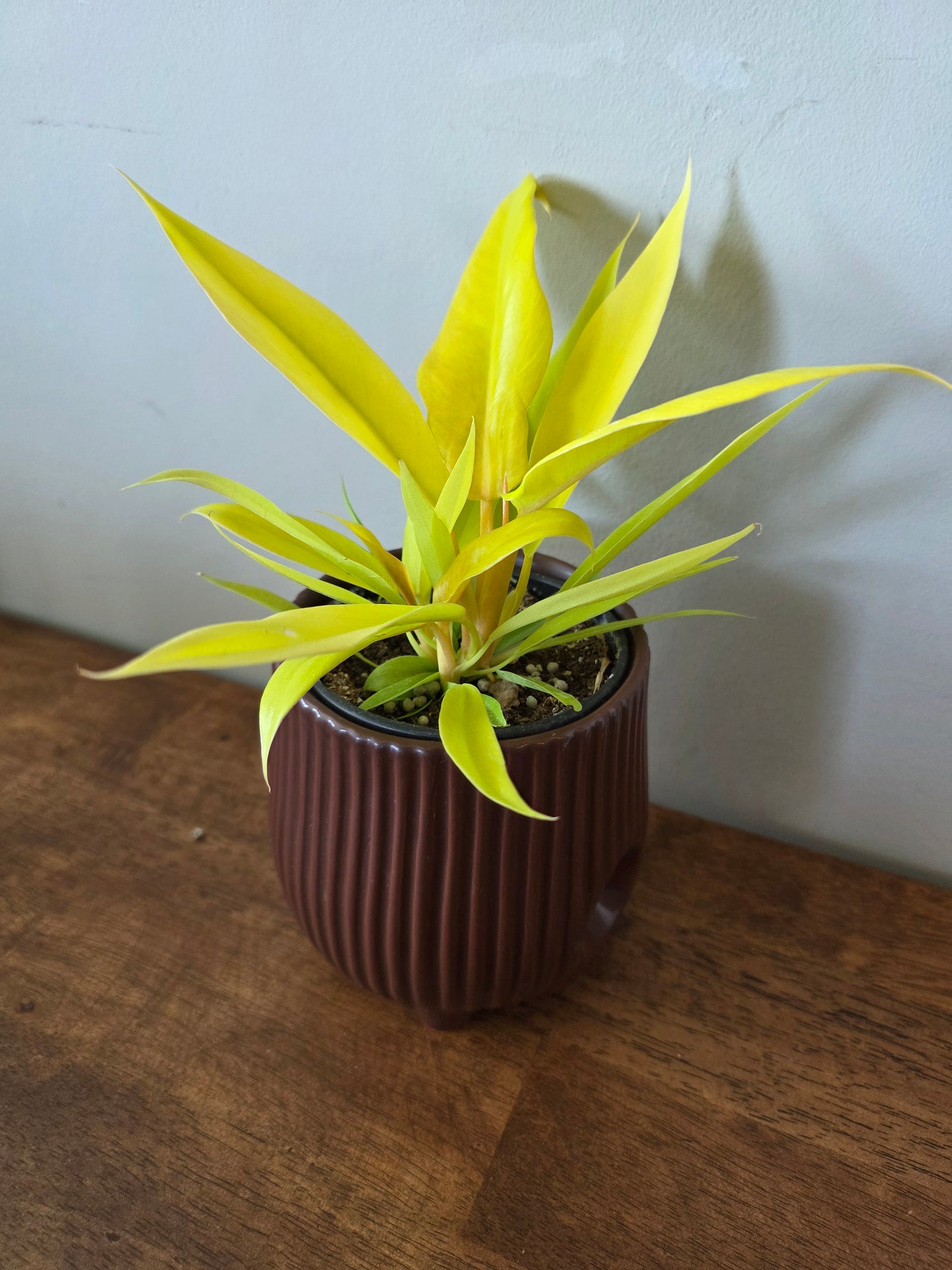 Philodendron Golden Crocodile