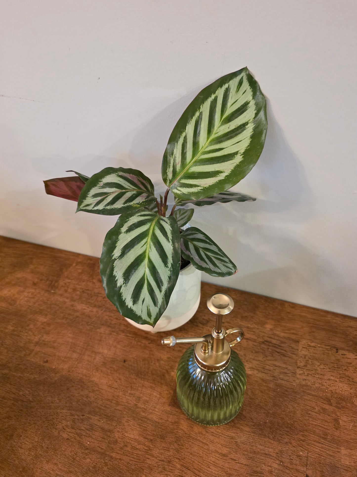 Calathea Silver Peacock