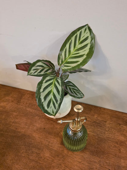 Calathea Silver Peacock